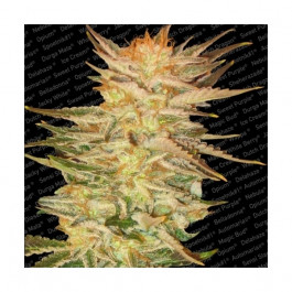 Ice Cream Strain