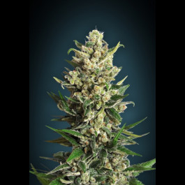 Ice Kush