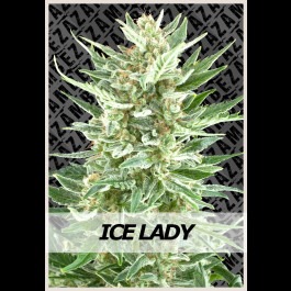 Ice Lady | Zambeza Seeds