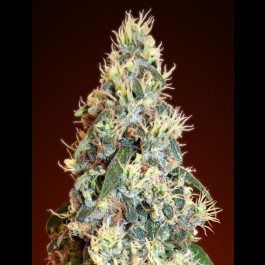 Jack Herer Auto