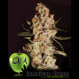 Jamaican Dream Feminised seeds cannabis