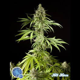 K-13 Haze