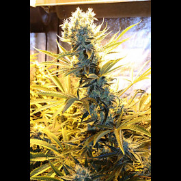 Kaboom TGA Subcool Seeds