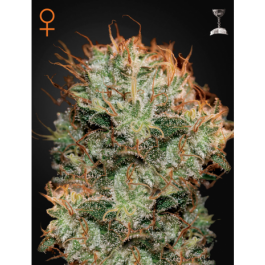 Kaia Kush