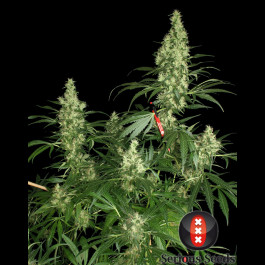 Kali Mist Serious Seeds