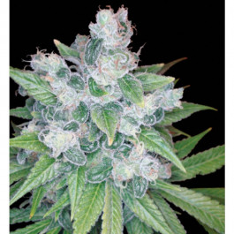 Kandy Kush Dna Genetics