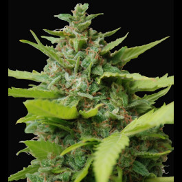 Kiss dragon cannabis