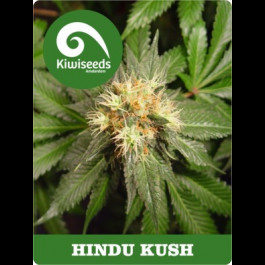 Hindu Kush strain