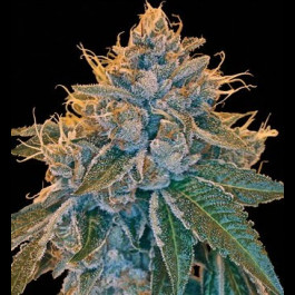 Kosher Kush