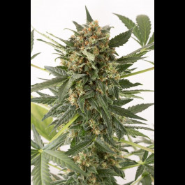 Kush-N-Cheese Autoflowering