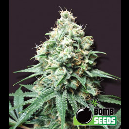 Kush Bomb