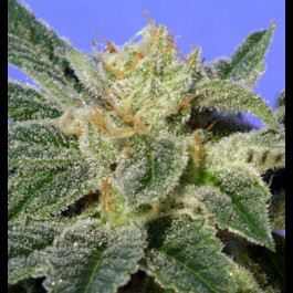 Kushage 