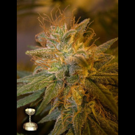Kushberry