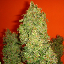 Jack la mota cannabis seed