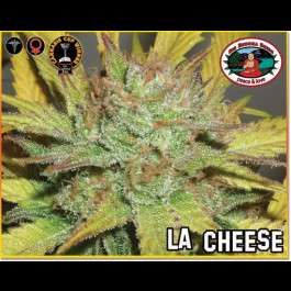 la cheese cannabis strain