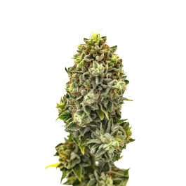 Lemon Cherry Gelato
