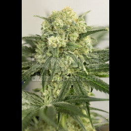 Lemon Critical