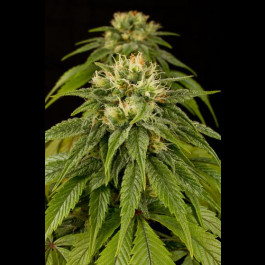 Lemon Juice Express Auto