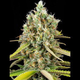 Lemon King