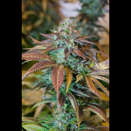 LEMON KUSH HEADBAND