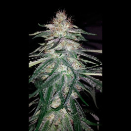 Lost Coast OG