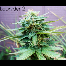 Lowryder #2