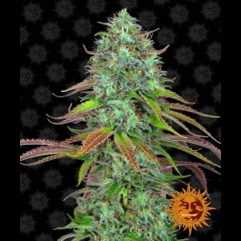 LSD Auto