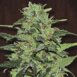 Malawi Ace Seeds