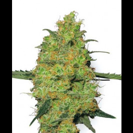 Master Kush