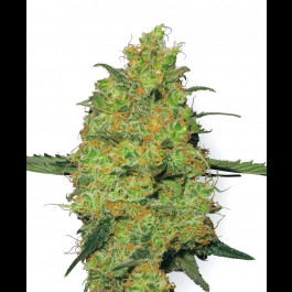 Masterkush Feminized