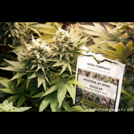 Masterkush Dutch Passion
