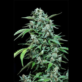 Maxi Haze Grassomatic