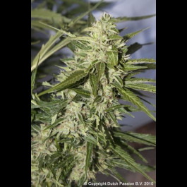 graines de Mazar autofloraison