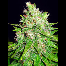 Mazar x Great White Shark
