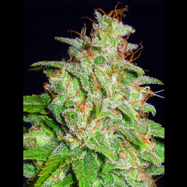 Mazar X White Rhino