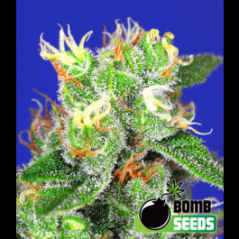 Medi Bomb #2 Bomb Seeds