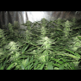 Medical Seeds Devil Fruit