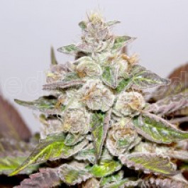 Mendocino Purple Kush
