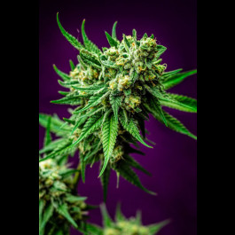 Micky Kush TGA Subcool Seeds
