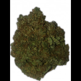 Money bush