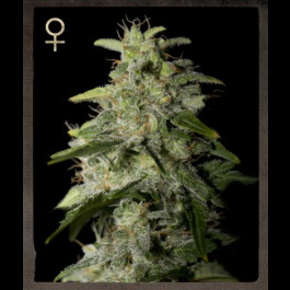 Money Maker Strain Hunters