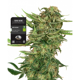 N13 Kush