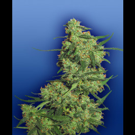 Nepal Kush