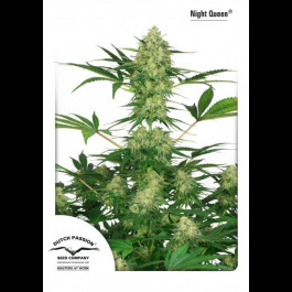 Night Queen Dutch Passion
