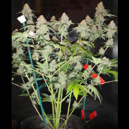 Northern Lights Auto Bulk Seeds