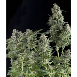 Pyramid seeds Northern Lights