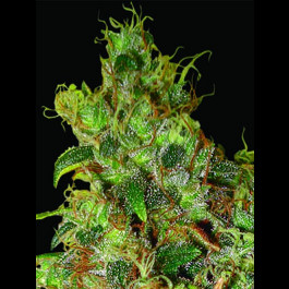 Northern Light X Skunk