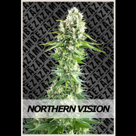 Northern Vision | Zambeza Seeds