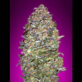 NYC Diesel Auto
