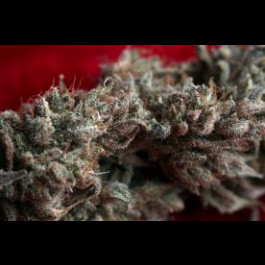 O' Haze Red 